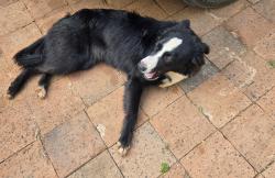 Found/Stray Female Dog last seen East Standley Dr Lake, Oklahoma City, OK 73165