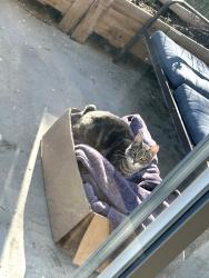 Found/Stray Male Cat last seen Found in our neighborhood right down the street, Nampa, ID 83651