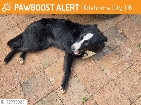 Found/Stray Female Dog last seen East Standley Dr Lake, Oklahoma City, OK 73165