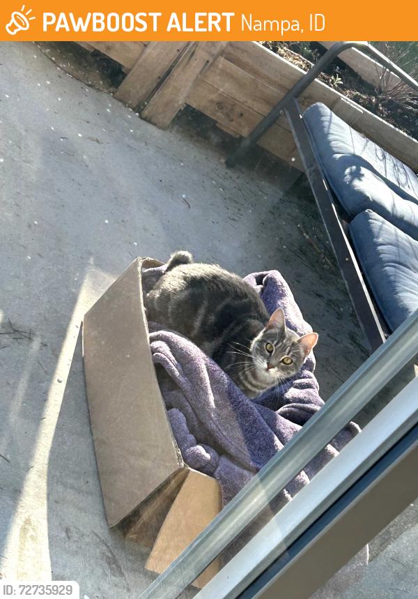 Found/Stray Male Cat last seen Found in our neighborhood right down the street, Nampa, ID 83651