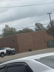 Found/Stray Unknown Dog last seen Shelby dr, Memphis, TN 38141