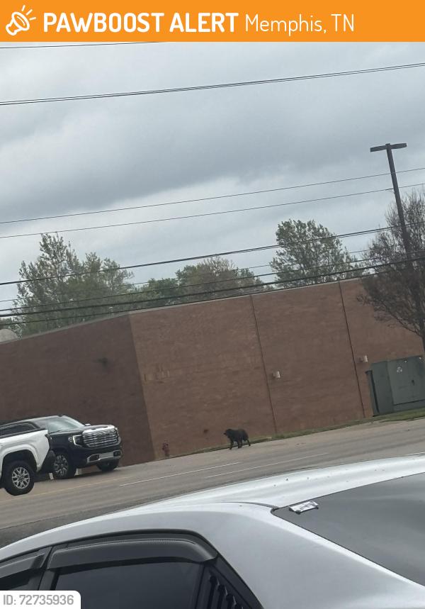 Found/Stray Unknown Dog last seen Shelby dr, Memphis, TN 38141