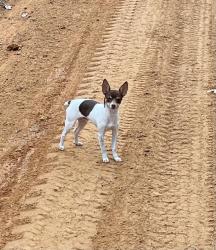 Lost Male Dog last seen county rd 6 Doddridge Ar, Miller County, AR 71834