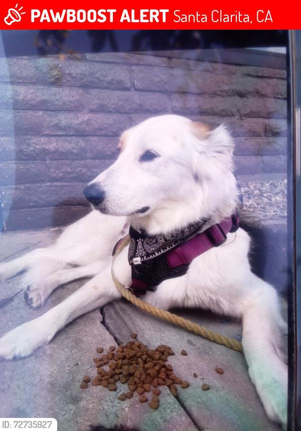 Lost Female Dog last seen Us post office, Santa Clarita, CA 91321