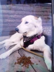 Lost Female Dog last seen Us post office, Santa Clarita, CA 91321