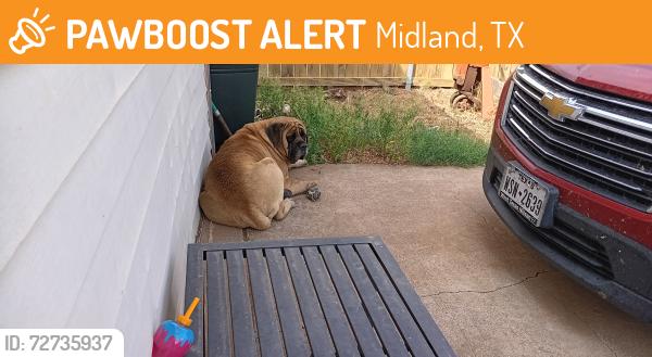 Found/Stray Unknown Dog last seen Crockett Street , Midland, TX 79703
