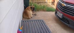 Found/Stray Unknown Dog last seen Crockett Street , Midland, TX 79703