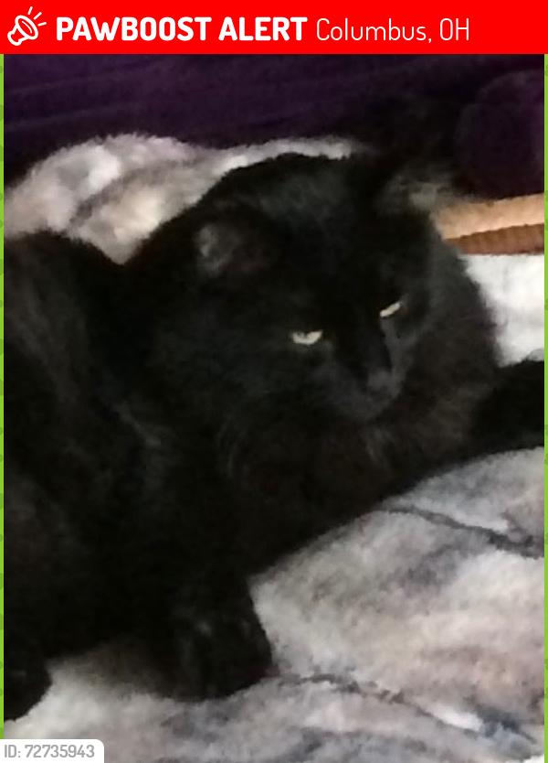 Lost Male Cat last seen Sharon Ave and Charleston , Columbus, OH 43214
