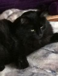 Lost Male Cat last seen Sharon Ave and Charleston , Columbus, OH 43214