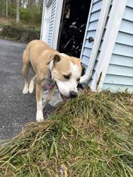 Found/Stray Female Dog last seen Antioch, Johnson City, TN 37604