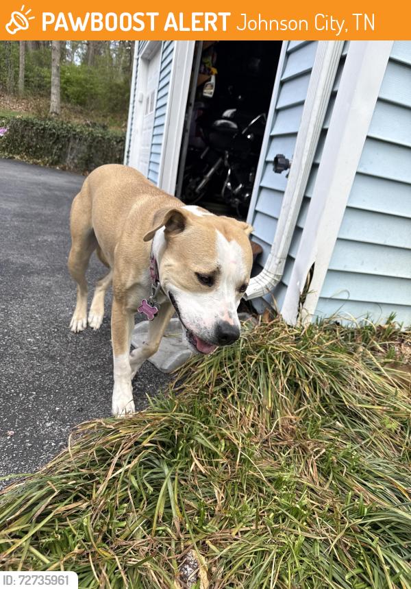 Found/Stray Female Dog last seen Antioch, Johnson City, TN 37604