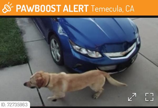 Found/Stray Unknown Dog last seen Margarita and Santiago Rd, Temecula, CA 92592