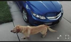 Found/Stray Unknown Dog last seen Margarita and Santiago Rd, Temecula, CA 92592
