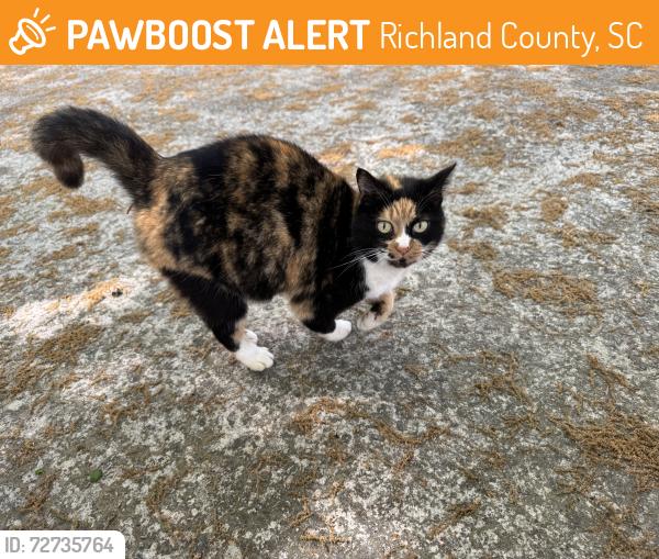 Found/Stray Unknown Cat last seen Harmon rd, Richland County, SC 29061