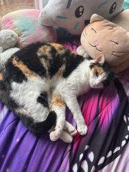 Lost Female Cat last seen By the Westside Regional trail off Galena, Beaverton, OR 97007