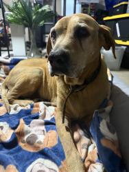 Found/Stray Female Dog last seen Plano Rd and Lakemere , Dallas, TX 75238