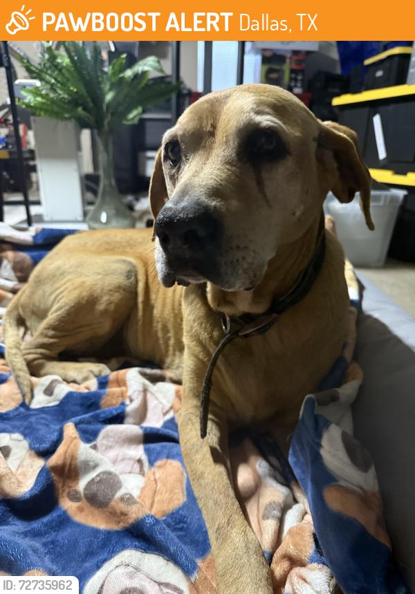 Found/Stray Female Dog last seen Plano Rd and Lakemere , Dallas, TX 75238