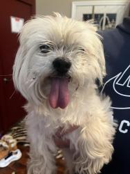 Found/Stray Unknown Dog last seen Manchester Manor, Middletown, OH 45044