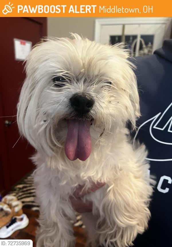 Found/Stray Unknown Dog last seen Manchester Manor, Middletown, OH 45044