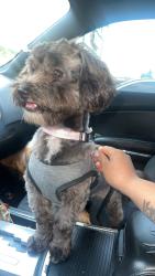Lost Male Dog last seen Salem , Salem, OR 97302
