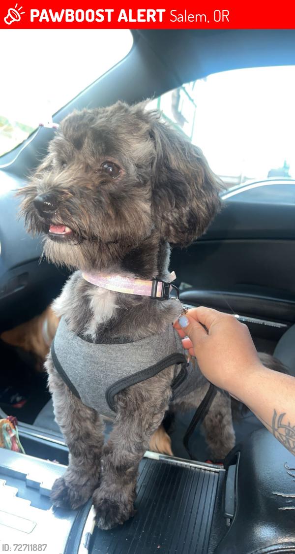 Lost Male Dog last seen Salem , Salem, OR 97302