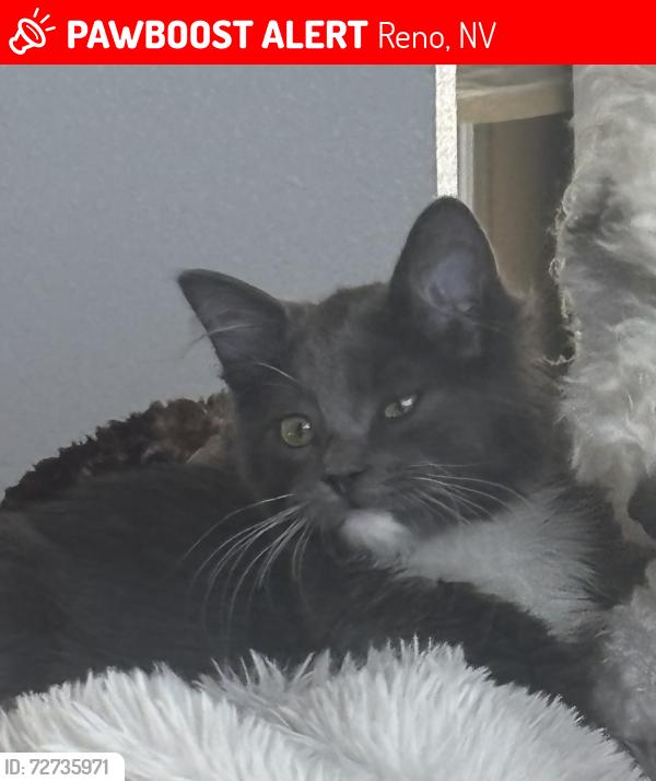 Lost Male Cat last seen Renown hosp, Reno, NV 89502