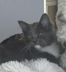 Lost Male Cat last seen Renown hosp, Reno, NV 89502