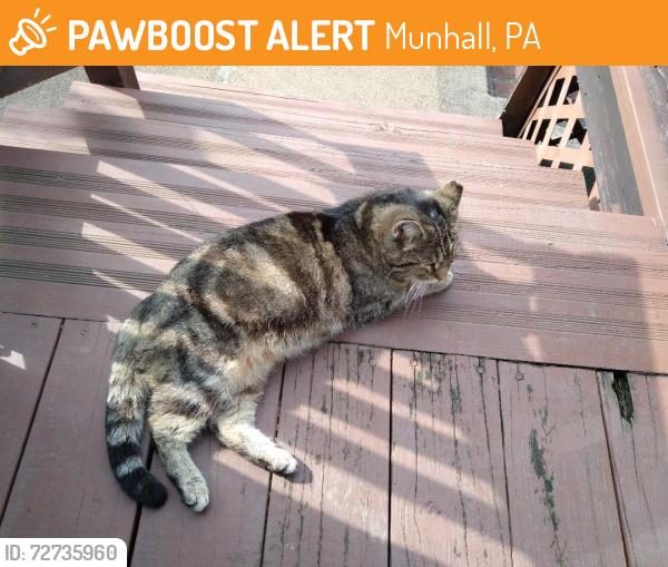 Found/Stray Unknown Cat last seen Commonwealth Avenue, Munhall, PA 15120