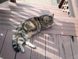 Found/Stray Unknown Cat last seen Commonwealth Avenue, Munhall, PA 15120