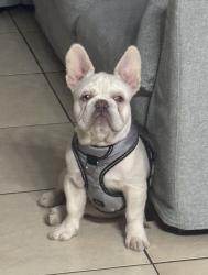 Lost Male Dog last seen 123rd Ave and 248 st, Homestead, FL 33032