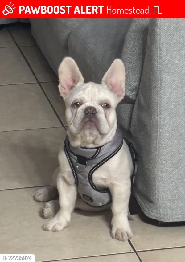 Lost Male Dog last seen 123rd Ave and 248 st, Homestead, FL 33032