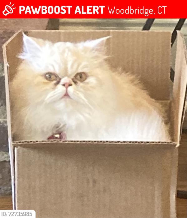 Lost Female Cat last seen Pease Rd, Johnson Rd, and surrounding areas , Woodbridge, CT 06525