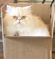 Lost Female Cat last seen Pease Rd, Johnson Rd, and surrounding areas , Woodbridge, CT 06525