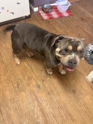 Found/Stray Male Dog last seen 42nd & Boston ave , Lubbock, TX 79413