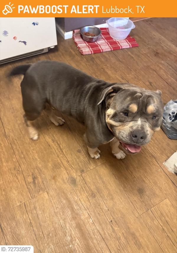 Found/Stray Male Dog last seen 42nd & Boston ave , Lubbock, TX 79413