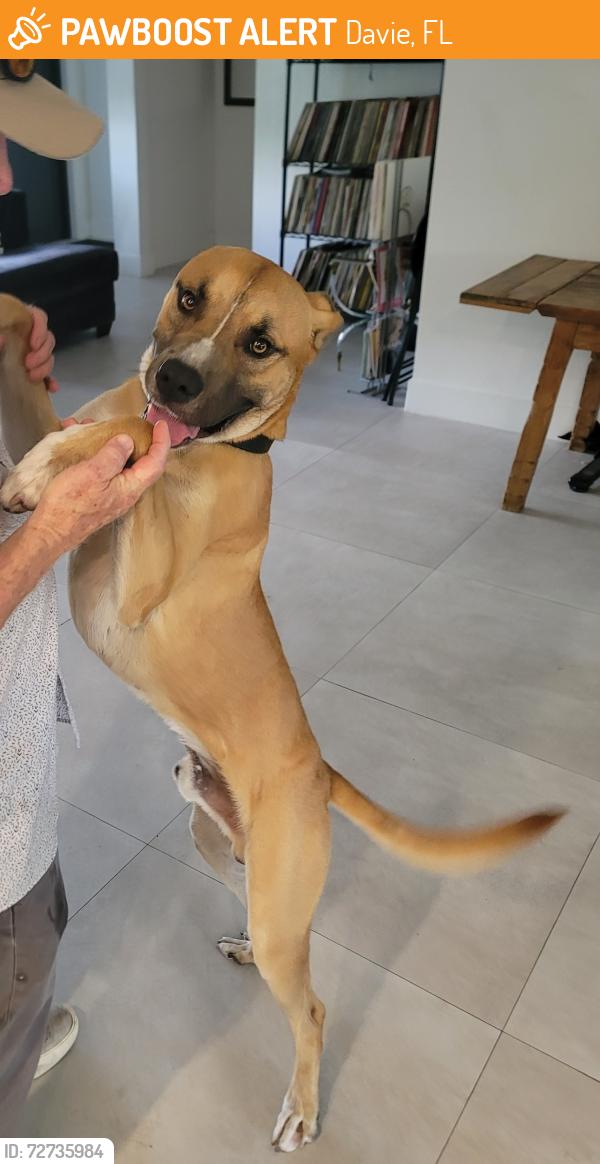 Found/Stray Male Dog last seen Florida Turnpike and Davie Boulevard, Davie, FL 33314