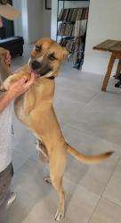 Found/Stray Male Dog last seen Florida Turnpike and Davie Boulevard, Davie, FL 33314