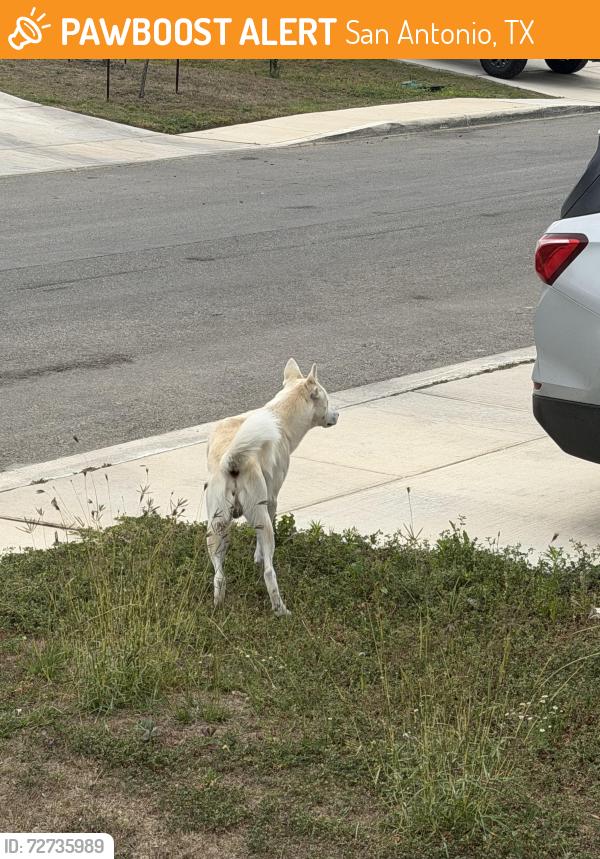 Found/Stray Unknown Dog last seen Somerset way, San Antonio, TX 78211