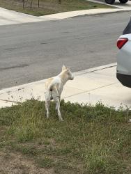 Found/Stray Unknown Dog last seen Somerset way, San Antonio, TX 78211