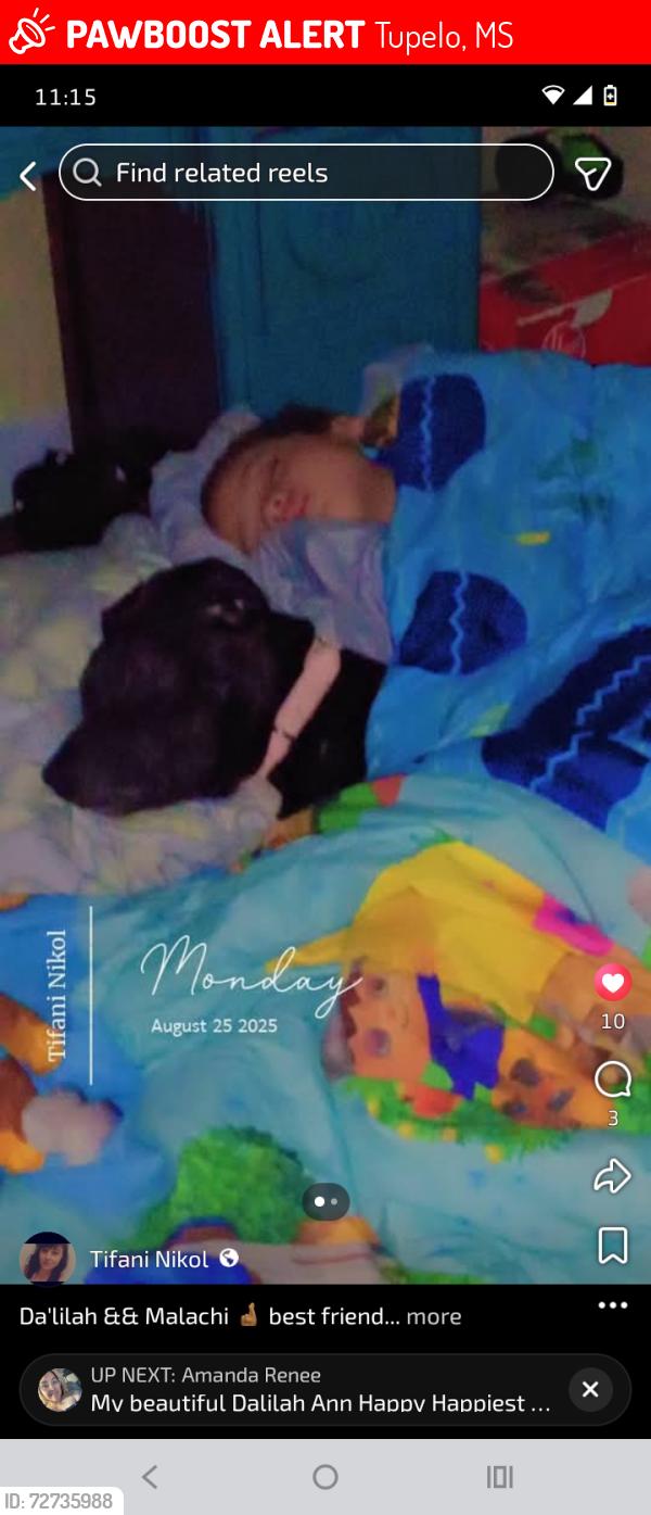 Lost Female Dog last seen Near Shirley Ave tupelo Mississippi, Tupelo, MS 38804