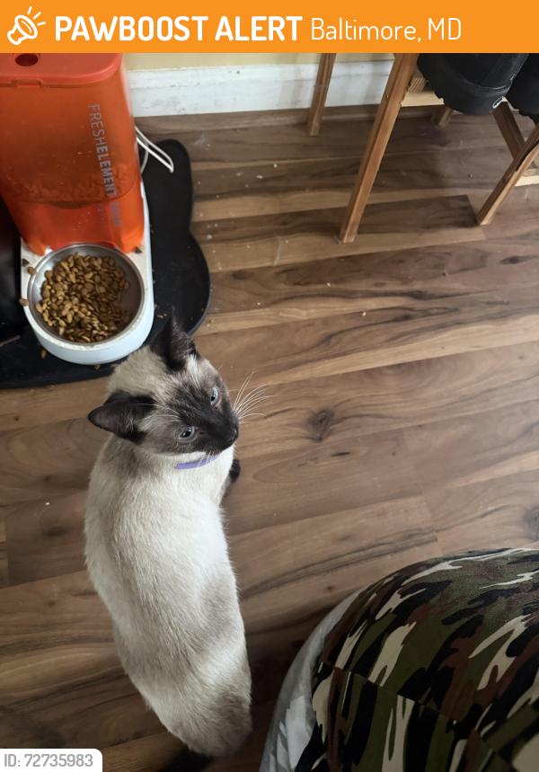 Found/Stray Female Cat last seen Hoffman and Argyle, Baltimore, MD 21201