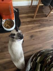 Found/Stray Female Cat last seen Hoffman and Argyle, Baltimore, MD 21201