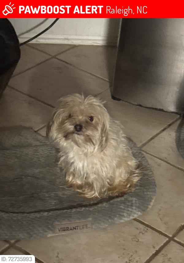 Lost Male Dog last seen Creedmoor rd in Raleigh NC, 27612, Raleigh, NC 27612