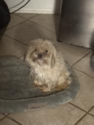 Lost Male Dog last seen Creedmoor rd in Raleigh NC, 27612, Raleigh, NC 27612