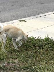 Found/Stray Male Dog last seen Somerset way and I35, San Antonio, TX 78211
