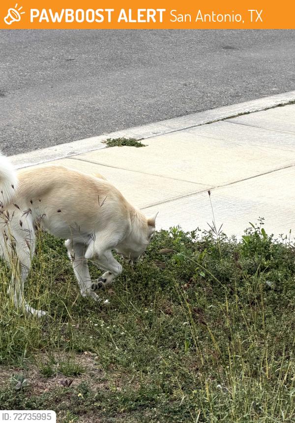Found/Stray Male Dog last seen Somerset way and I35, San Antonio, TX 78211