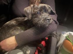 Found/Stray Unknown Dog last seen Ann and Simmons , North Las Vegas, NV 89031