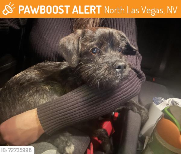 Found/Stray Unknown Dog last seen Ann and Simmons , North Las Vegas, NV 89031