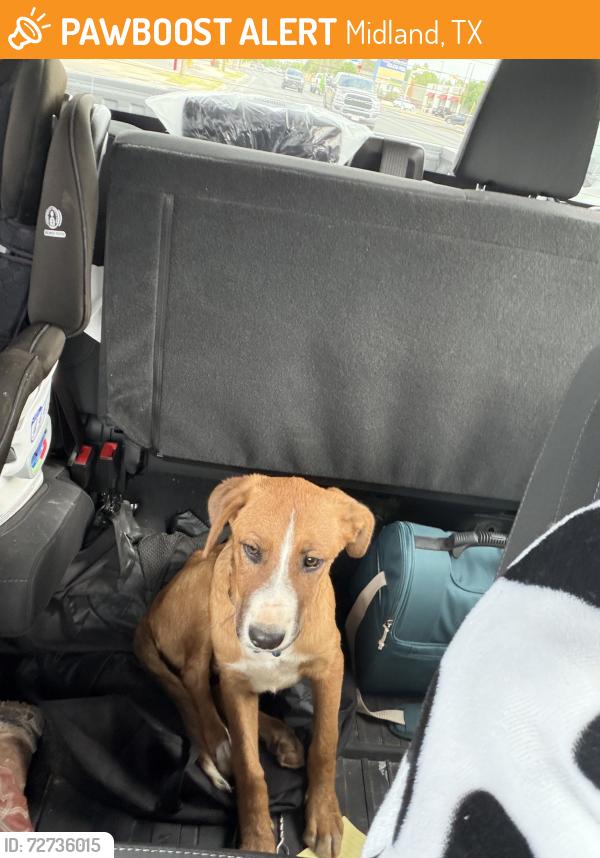 Found/Stray Male Dog last seen Beal st, Midland, TX 79703
