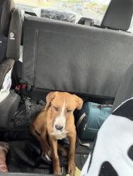 Found/Stray Male Dog last seen Beal st, Midland, TX 79703